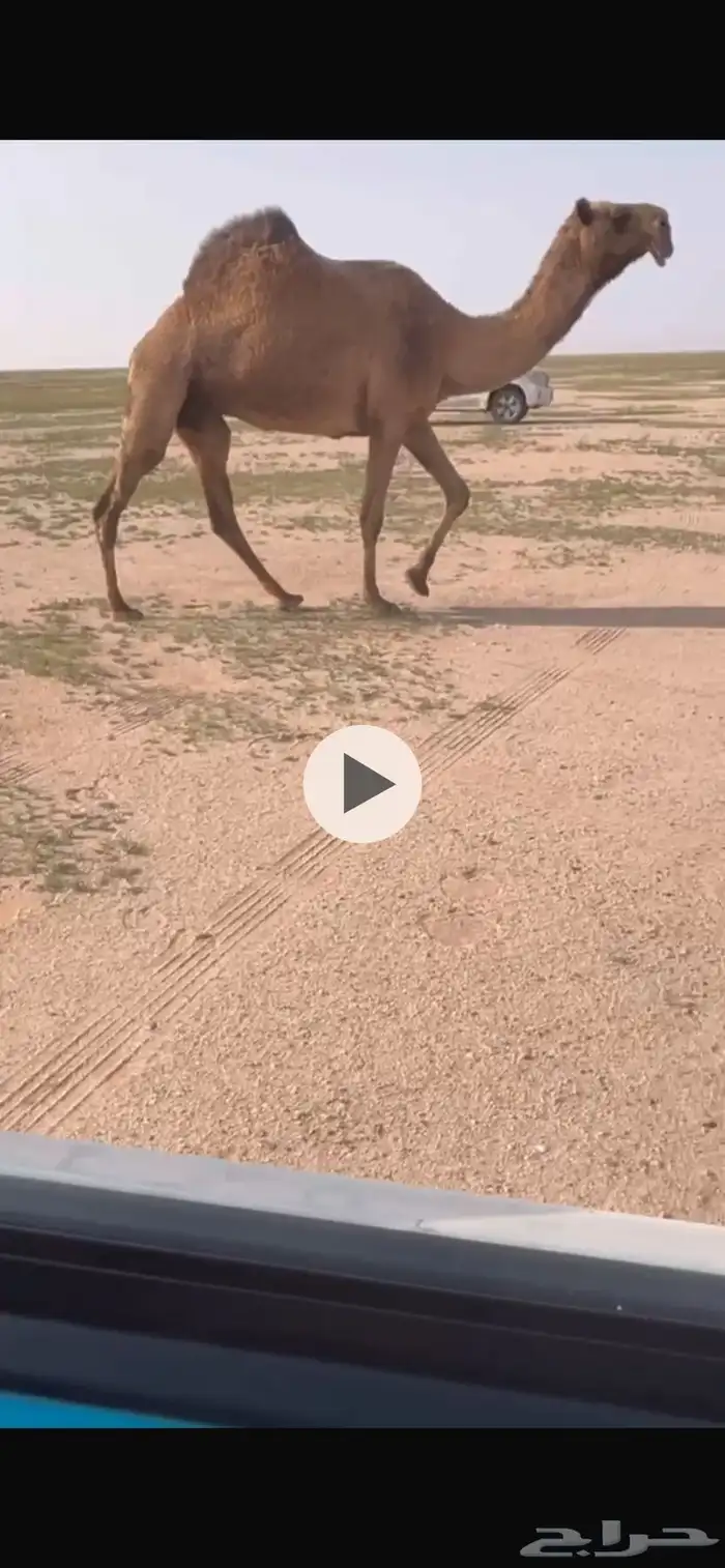 صفرا ضريبه كفوو مبيوع ولدها وعلى جميع الشروط 0
