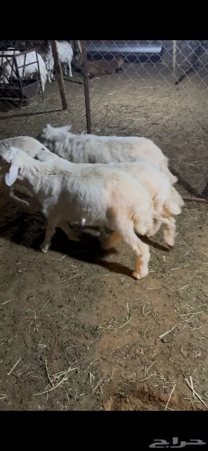 طليان ورخال حريات يضحن 2