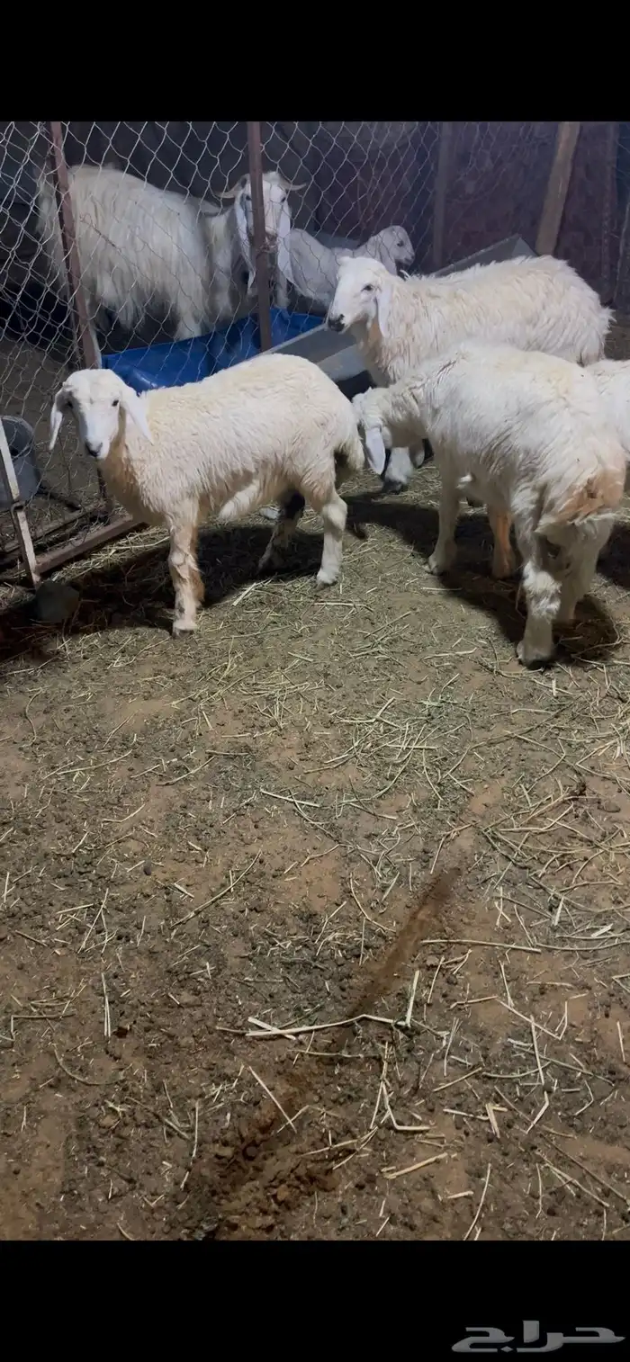 طليان ورخال حريات يضحن 1