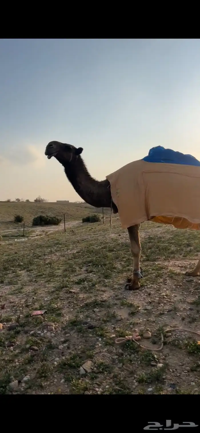 قعود اصفر دبياني جده سلطان الصفر 2