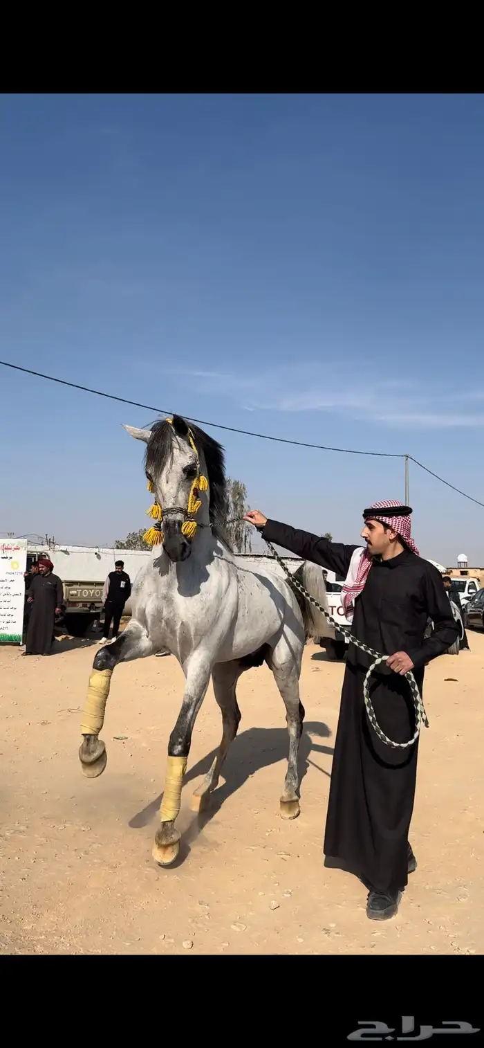 حصان شعبي 2