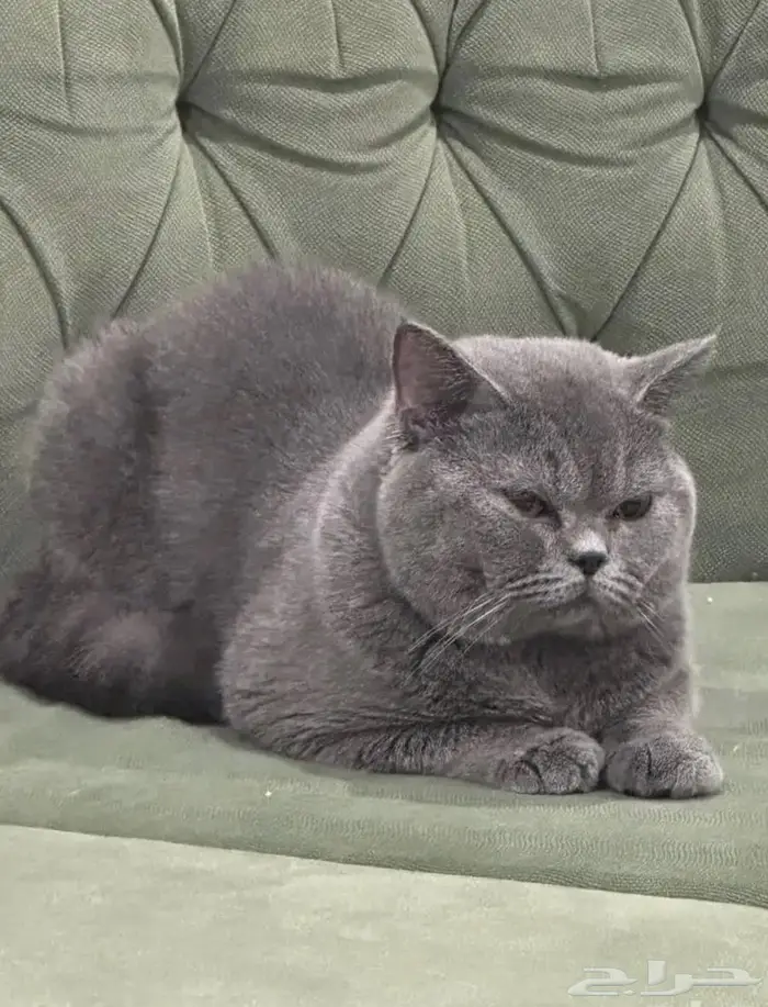 قط بريتش بيور للتبني 0