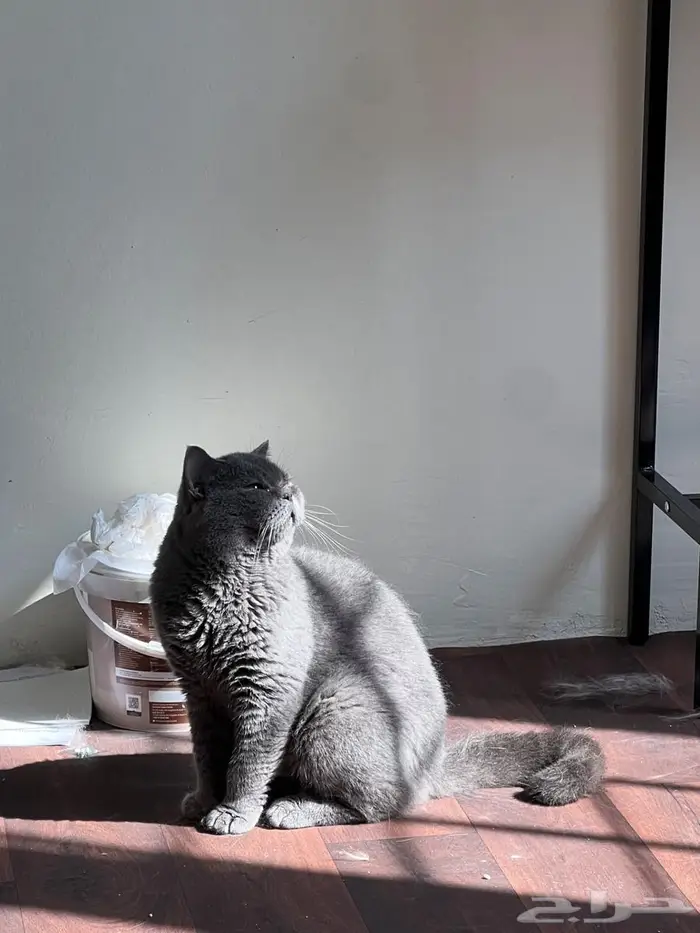 قط بريتش بيور للتبني 1