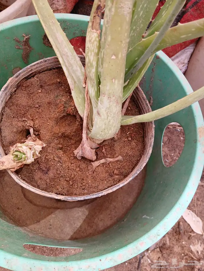 صبار الألوفيرا الخرج 1