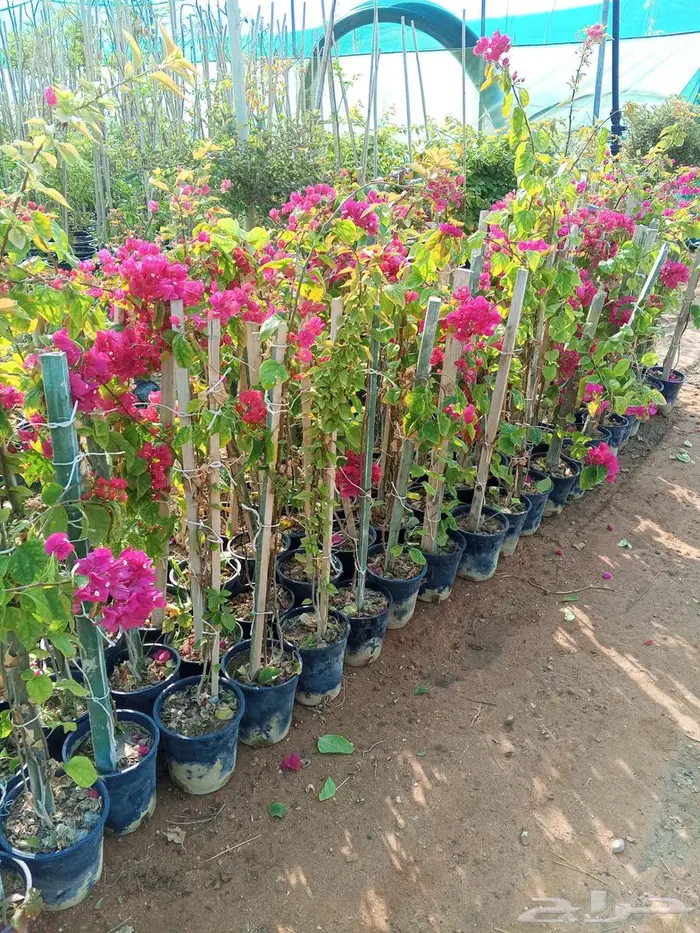 أشجار ونباتات الزينة 2