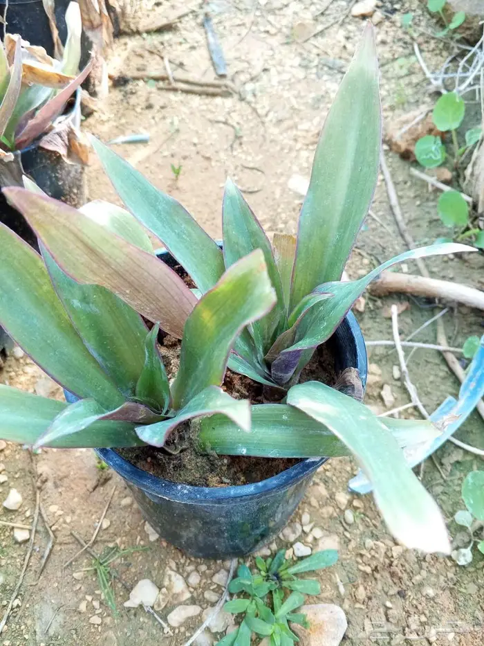 أشجار ونباتات الزينة 4
