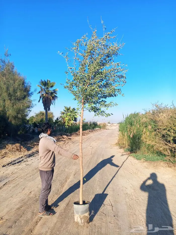 أشجار ونباتات الزينة 0