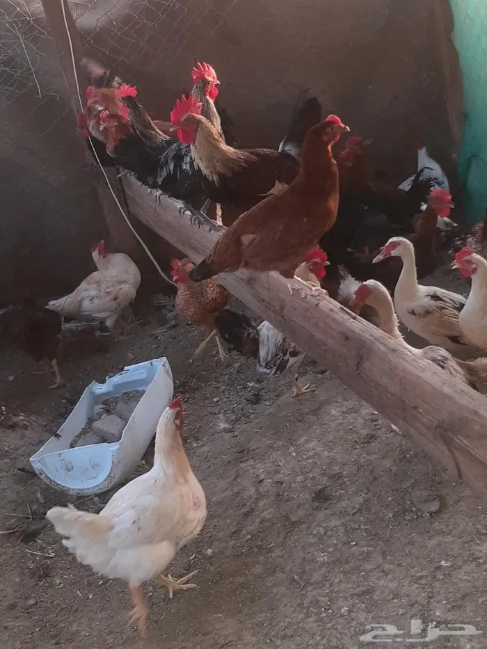 ديوك بلدي مع فرنسي وتركي 2