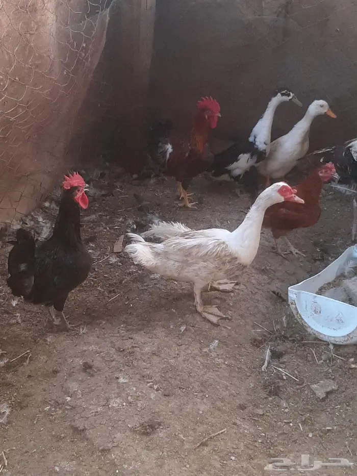 ديوك بلدي مع فرنسي وتركي 0