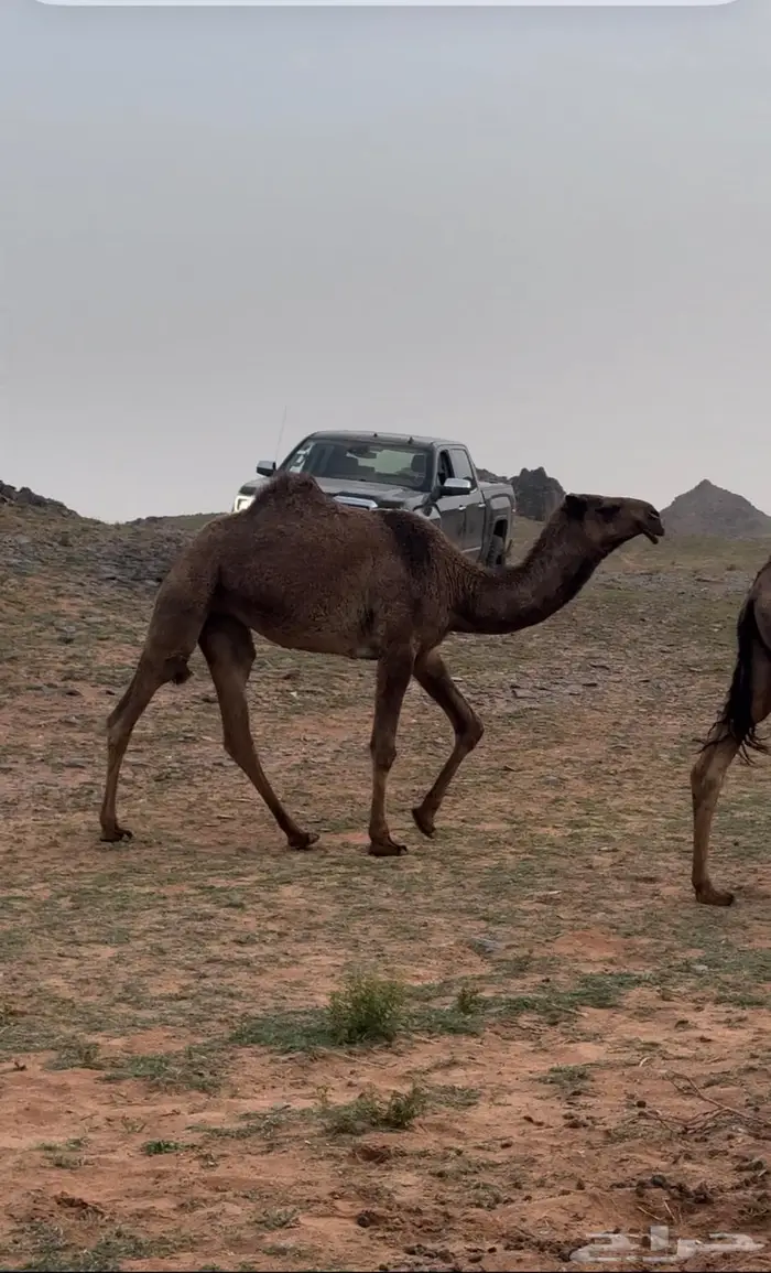 البكره الصفراء الكفو 4