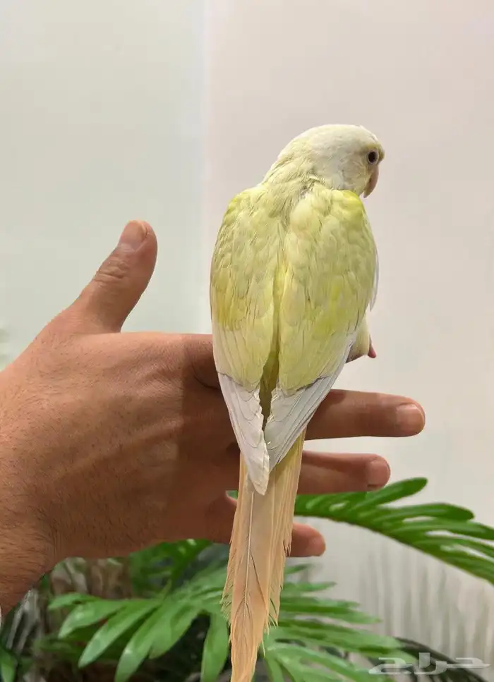 ببغاء كنيور مون شيك هدد شرط من النوادر قمه فالولافه تم البيع 22