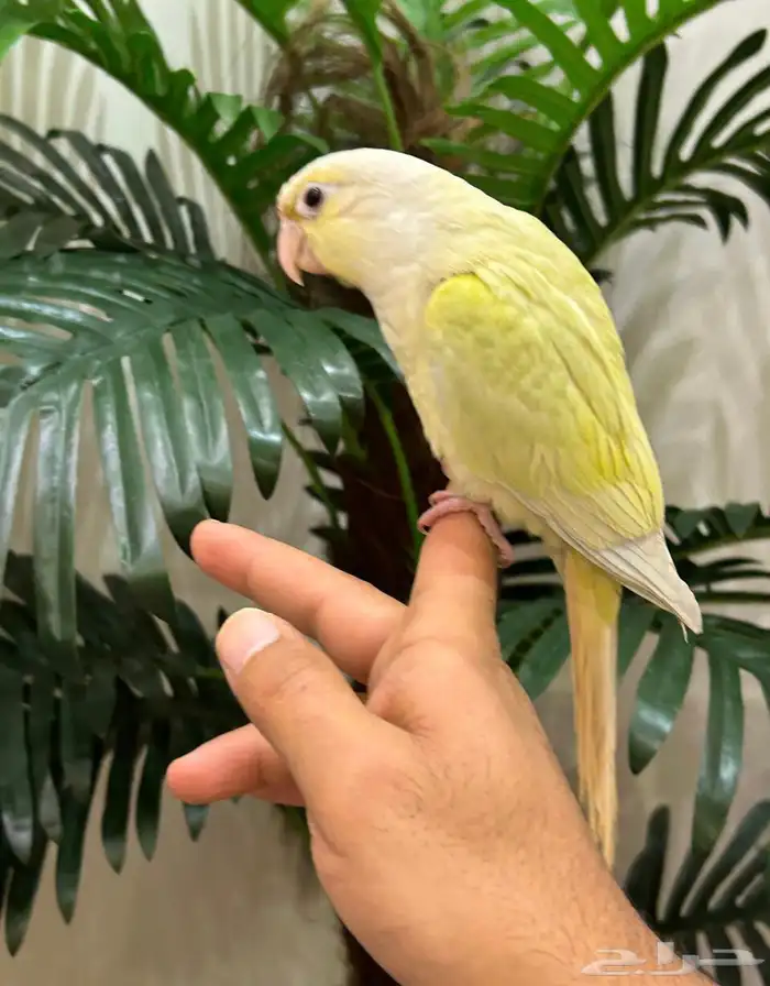 ببغاء كنيور مون شيك هدد شرط من النوادر قمه فالولافه تم البيع 18