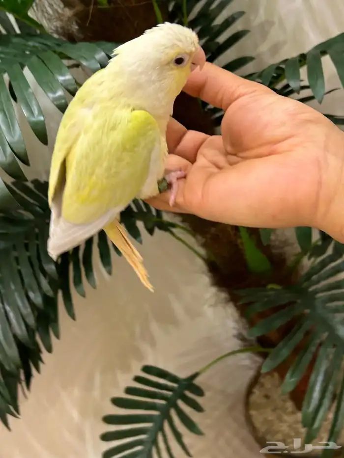ببغاء كنيور مون شيك هدد شرط من النوادر قمه فالولافه تم البيع 15