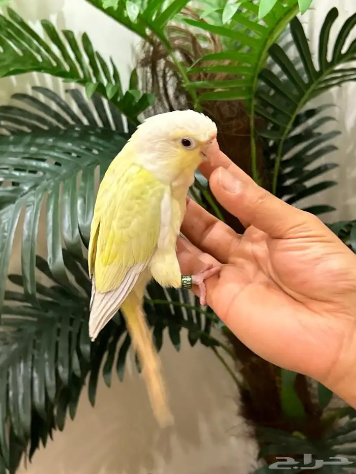 ببغاء كنيور مون شيك هدد شرط من النوادر قمه فالولافه تم البيع 26