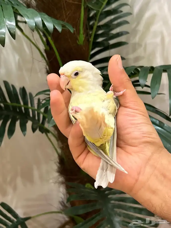 ببغاء كنيور مون شيك هدد شرط من النوادر قمه فالولافه تم البيع 0