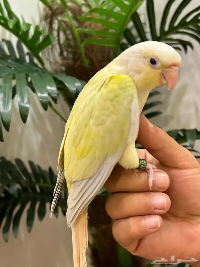 ببغاء كنيور مون شيك هدد شرط من النوادر قمه فالولافه تم البيع 6