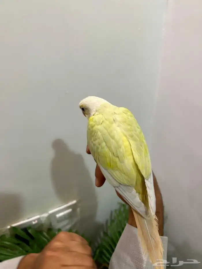 ببغاء كنيور مون شيك هدد شرط من النوادر قمه فالولافه تم البيع 24