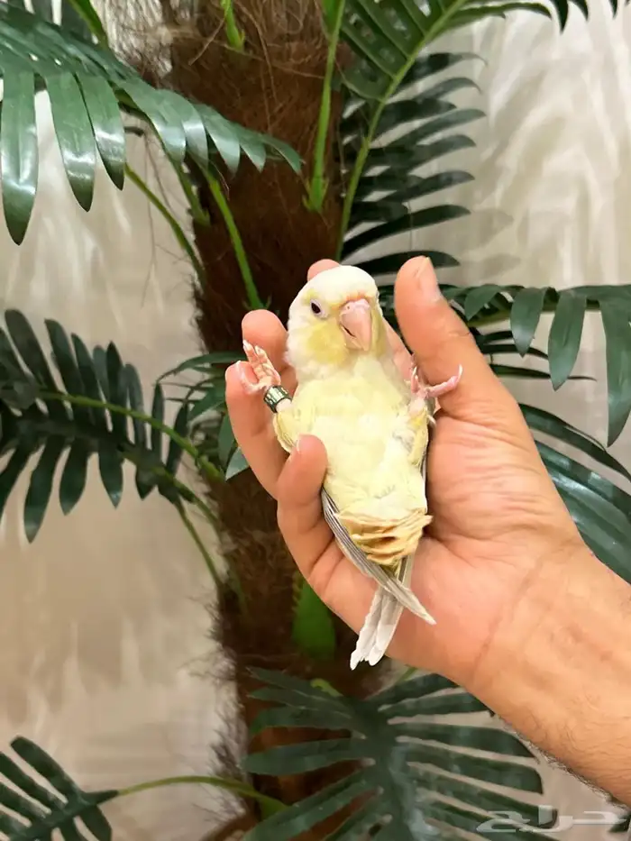 ببغاء كنيور مون شيك هدد شرط من النوادر قمه فالولافه تم البيع 1