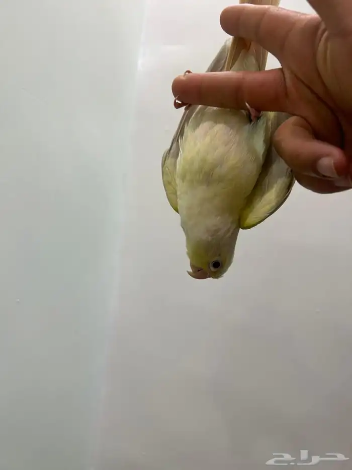 ببغاء كنيور مون شيك هدد شرط من النوادر قمه فالولافه تم البيع 20