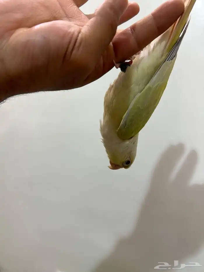 ببغاء كنيور مون شيك هدد شرط من النوادر قمه فالولافه تم البيع 25