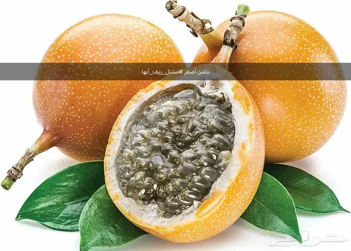شتلات فاكهة متسلقه نادره 3