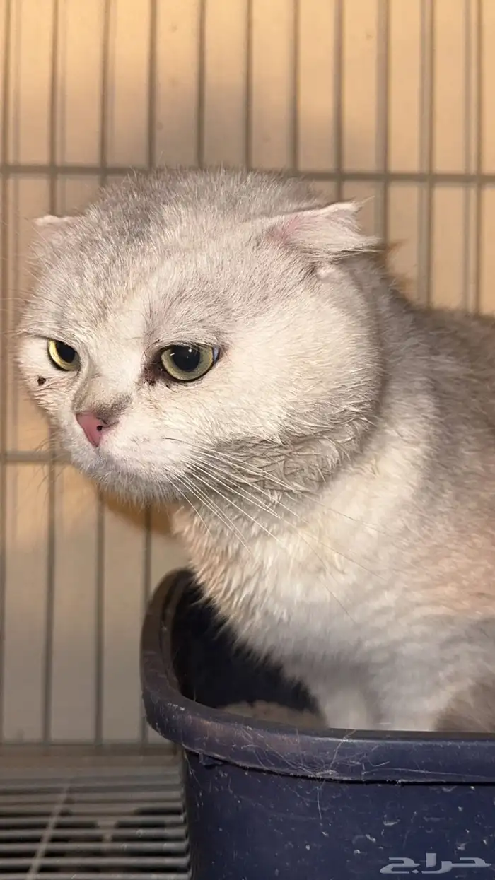 للتزاوج سكوتش فولد سلفر 1