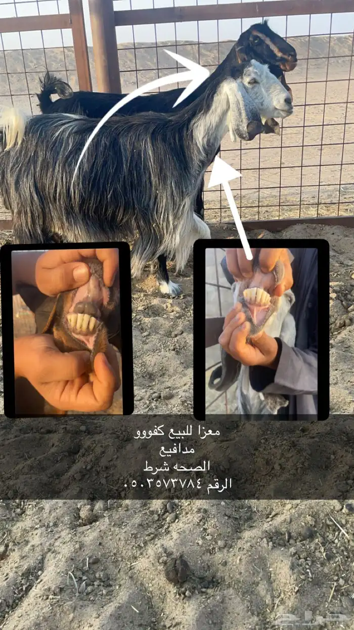 معزا للبيع سليمه شرط 0