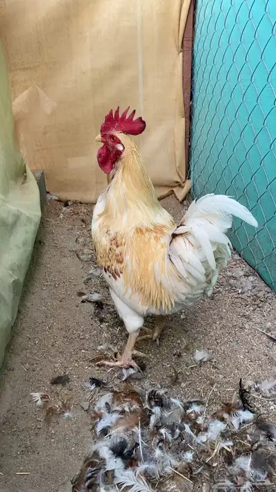 ديوك لوهمان 1