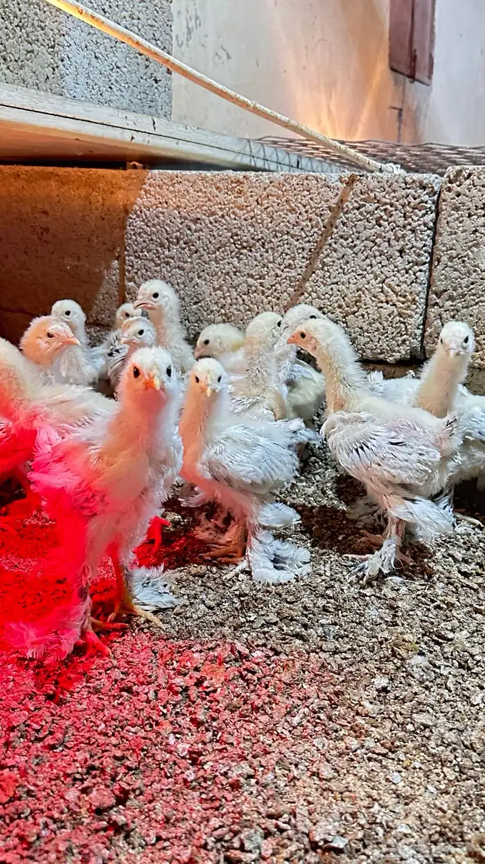 للبيع صوص براهما كولمبي 2