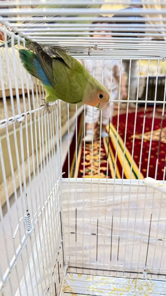 فروخ روز 2