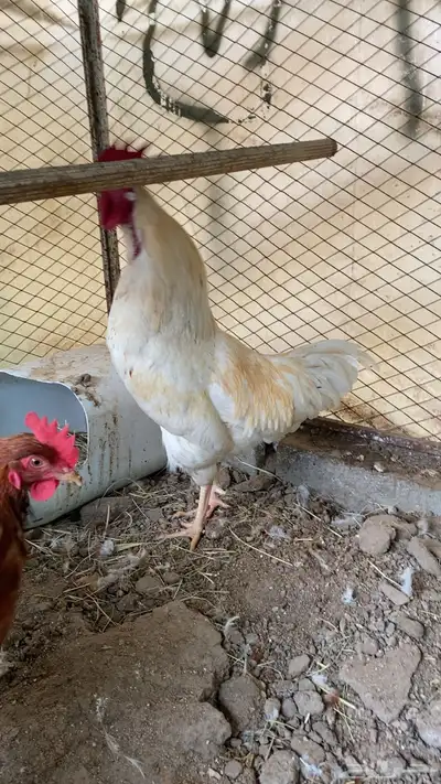 ديوك لوهمان 2