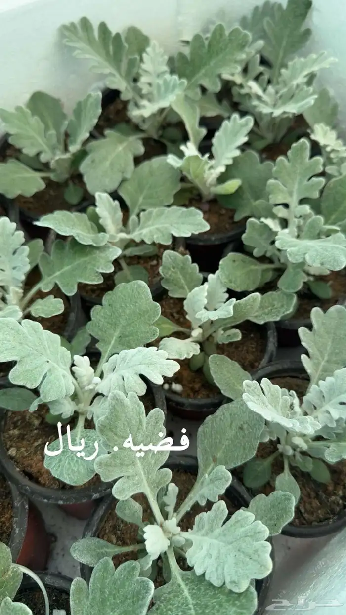 شتلات واشجار داخليه وخارجيه. وورد موسمي وفخار وتربه زراعيه 1