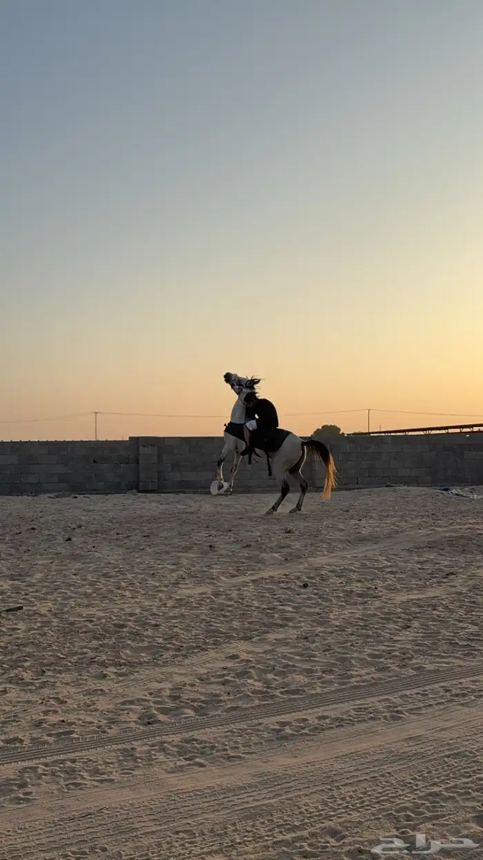 حصان سبوق 2