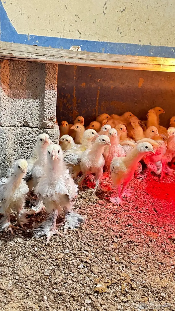 للبيع صوص براهما كولمبي 1