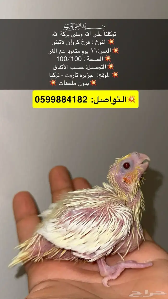 فرخ كروان اصفر 0