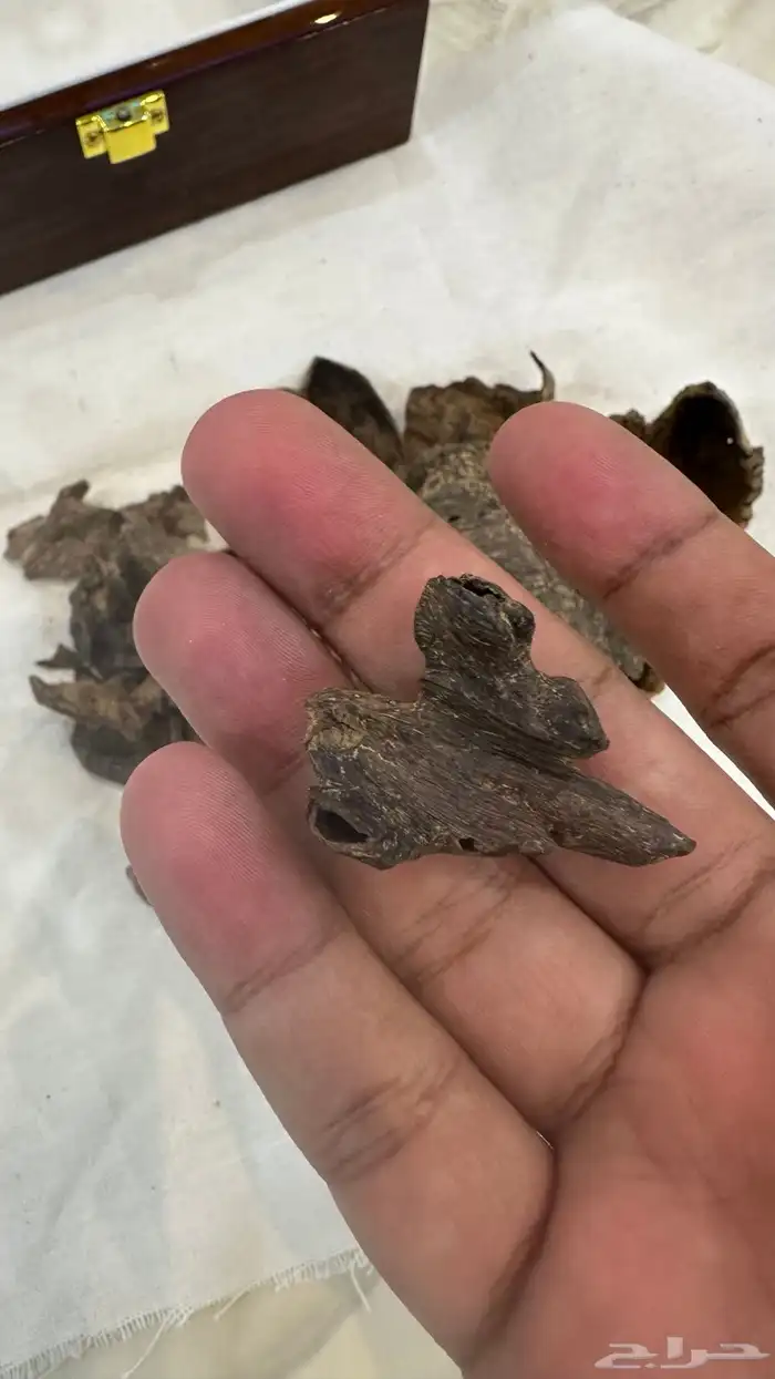 عود نوادر اندر ووتر كامل 1