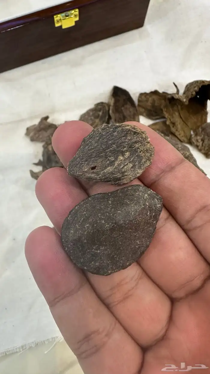 عود نوادر اندر ووتر كامل 3