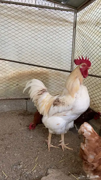 ديوك لوهمان 0