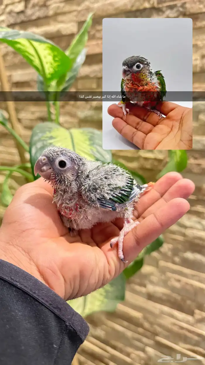 كنيور صبغة قوية جدا 0