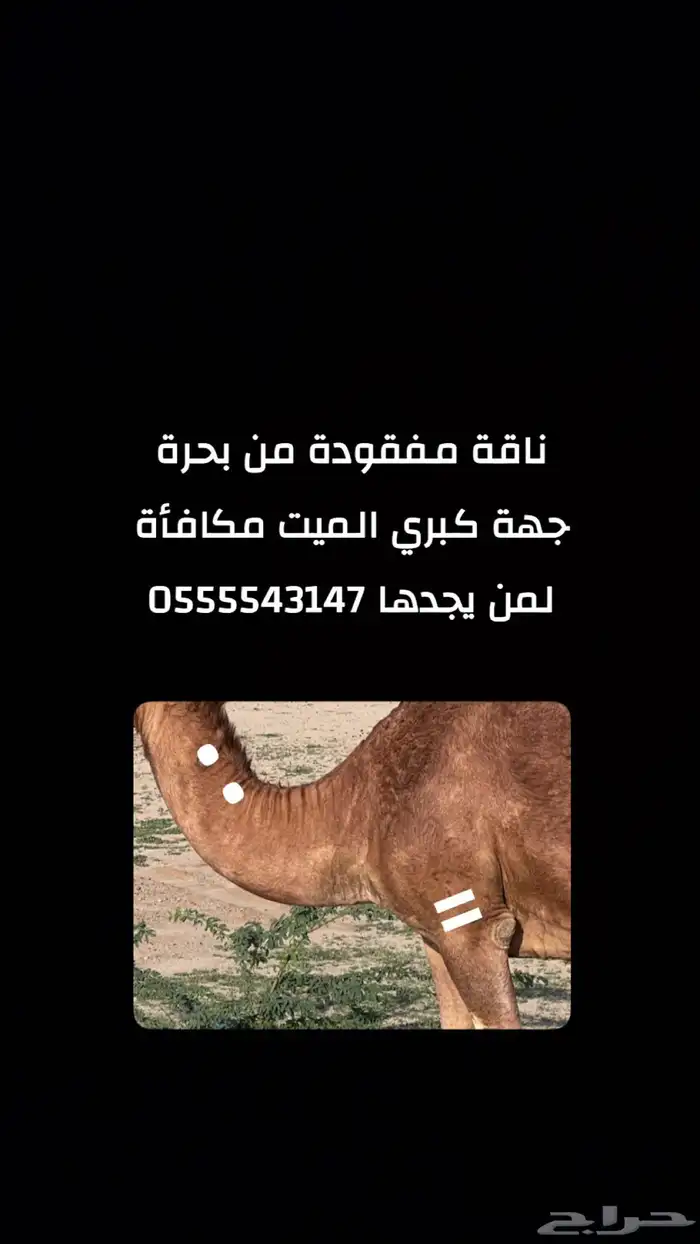 ناقة مفقودة 0