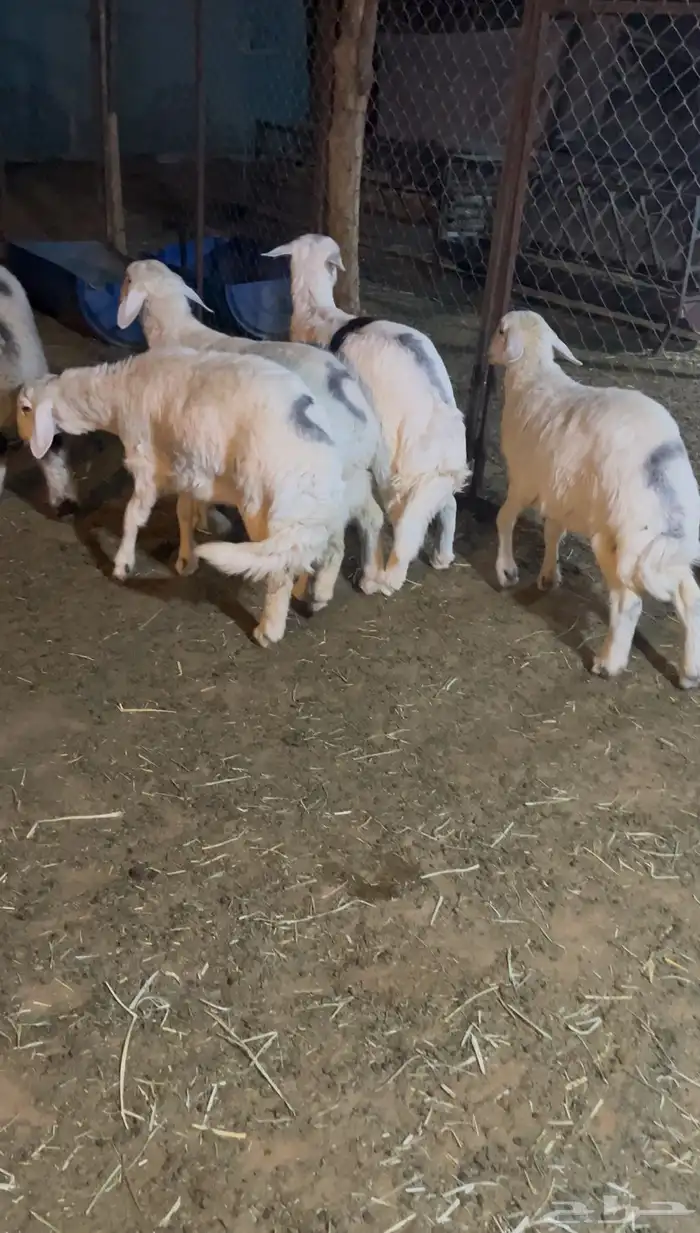 طليان حريات ونعيمي 5
