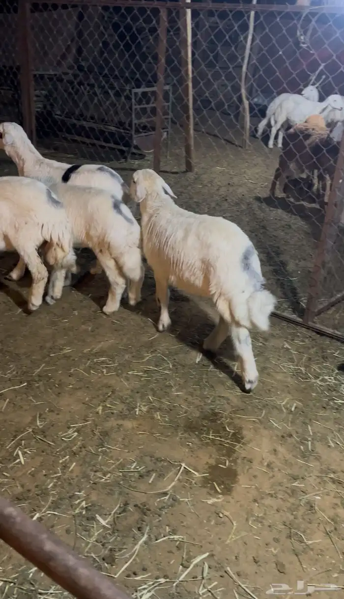 طليان حريات ونعيمي 4
