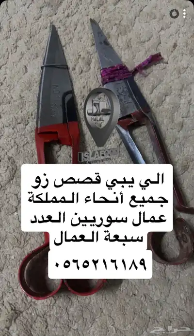 قصاص مكينه لغنام لقص جميع انواع الاغنام 0