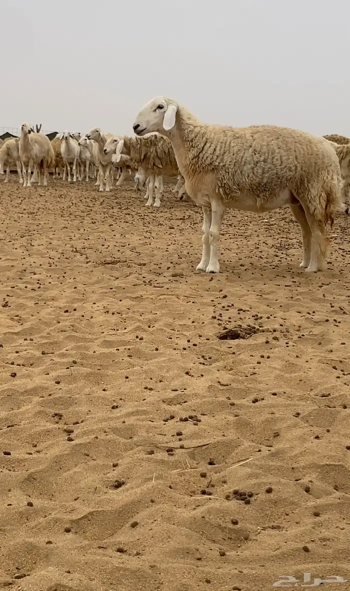 رخل صنف الصنف على وشك ولاد 0