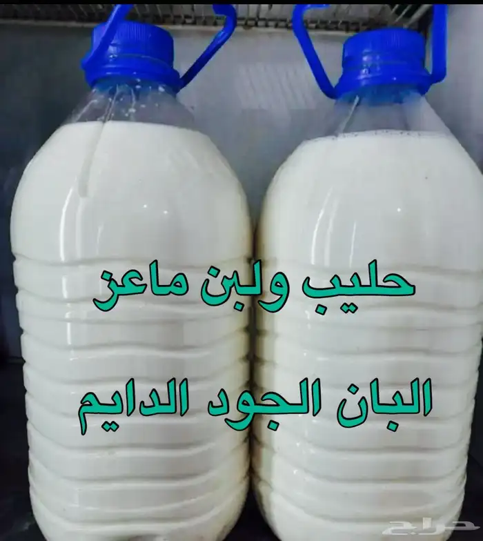 حليب ولبن ماعز رعي بري 0