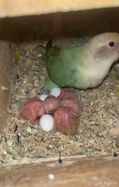 جوز روز مع فروخه 2