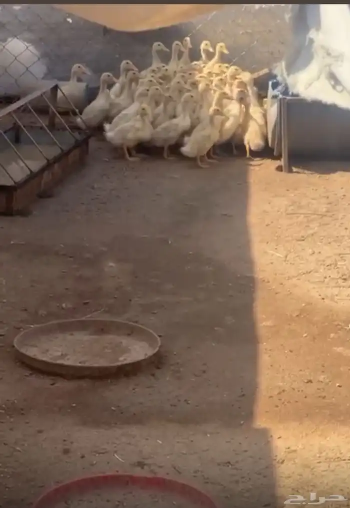 بط بكيني 1