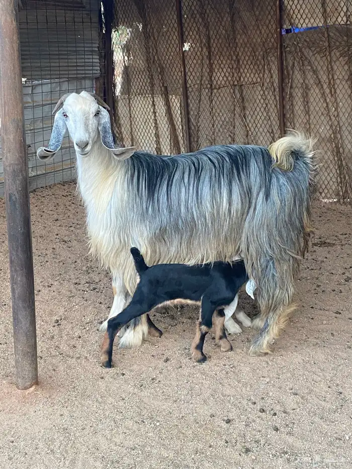 عنز مصريه صنف والد تم البيع 0