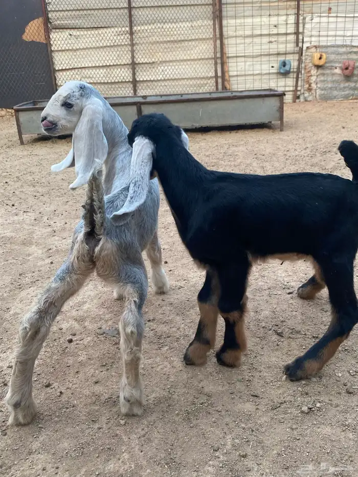 عنز مصريه صنف والد تم البيع 34