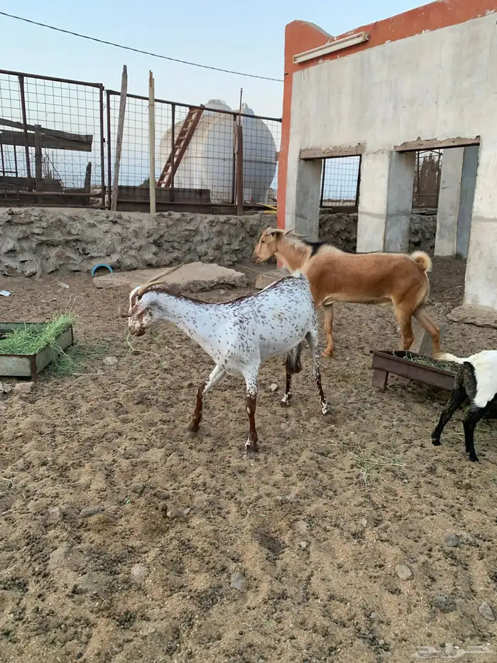تم البيع الله يبارك لراعيها غنم ماعز للبيع 3
